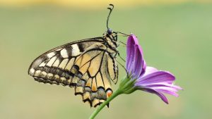 butterfly sits pink flower meadow 537793 543
